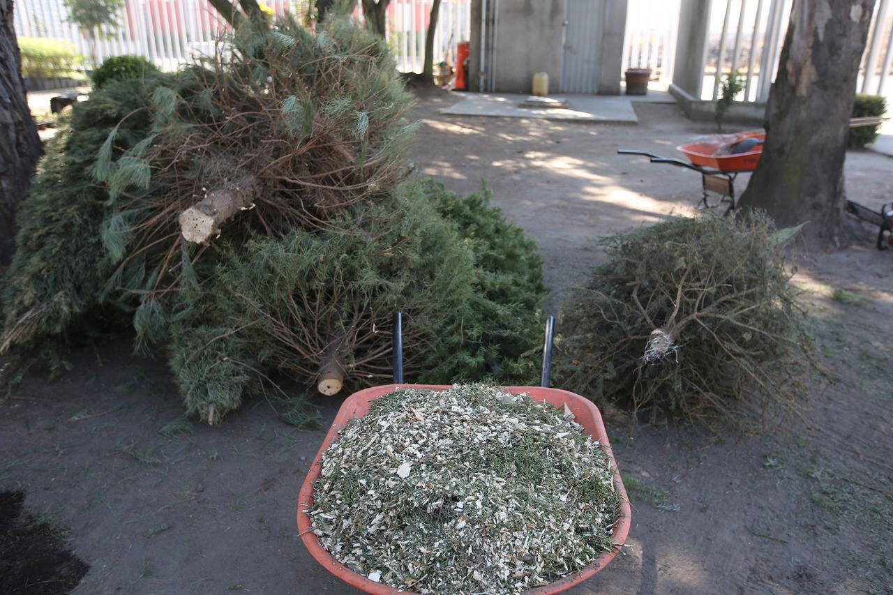 METEPEC INSTALA 8 CENTROS DE ACOPIO DE ÁRBOLES DE NAVIDAD – Diario Xponencial Mx METEPEC INSTALA 8 CENTROS DE ACOPIO DE ÁRBOLES DE NAVIDAD – Diario Xponencial Mx